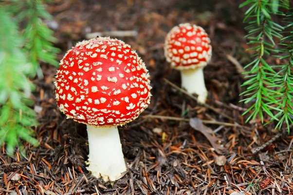 Protecting Your Skin: Precautions When Handling Mushrooms