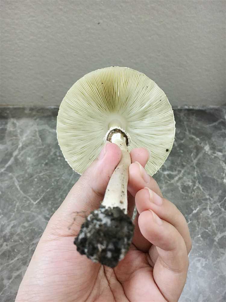 Severe Illnesses Caused by Mushroom Toxins