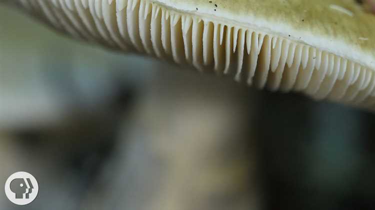 2. Avoid Touching Unknown Mushrooms
