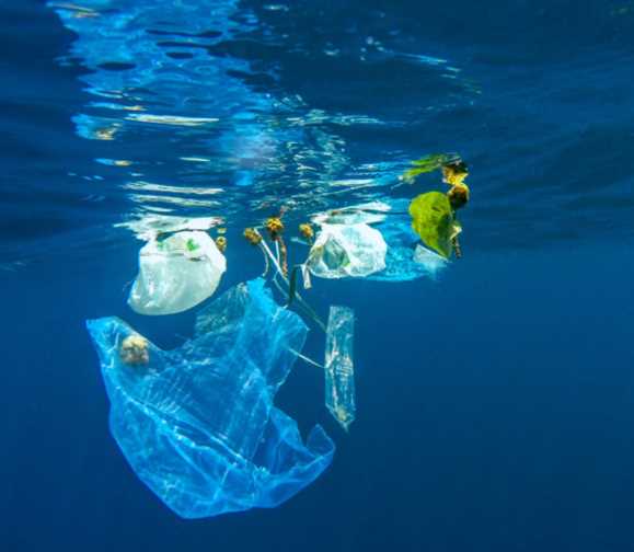 Do plastic bags do more harm than good?