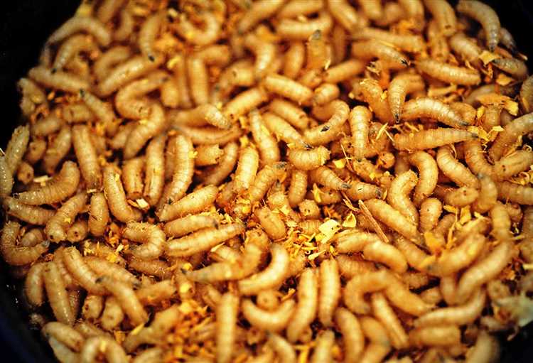 Understanding Wax Worms