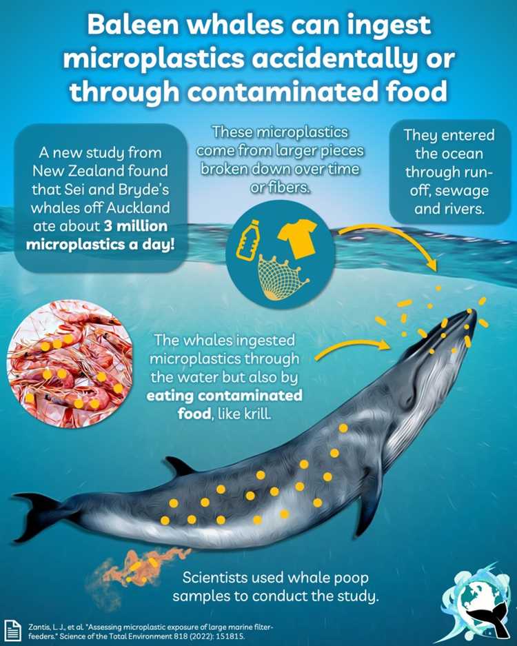 The Connection Between Microplastics and Human Excrements