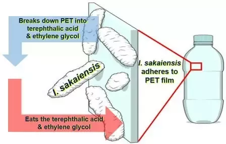 Understanding the Digestive Process