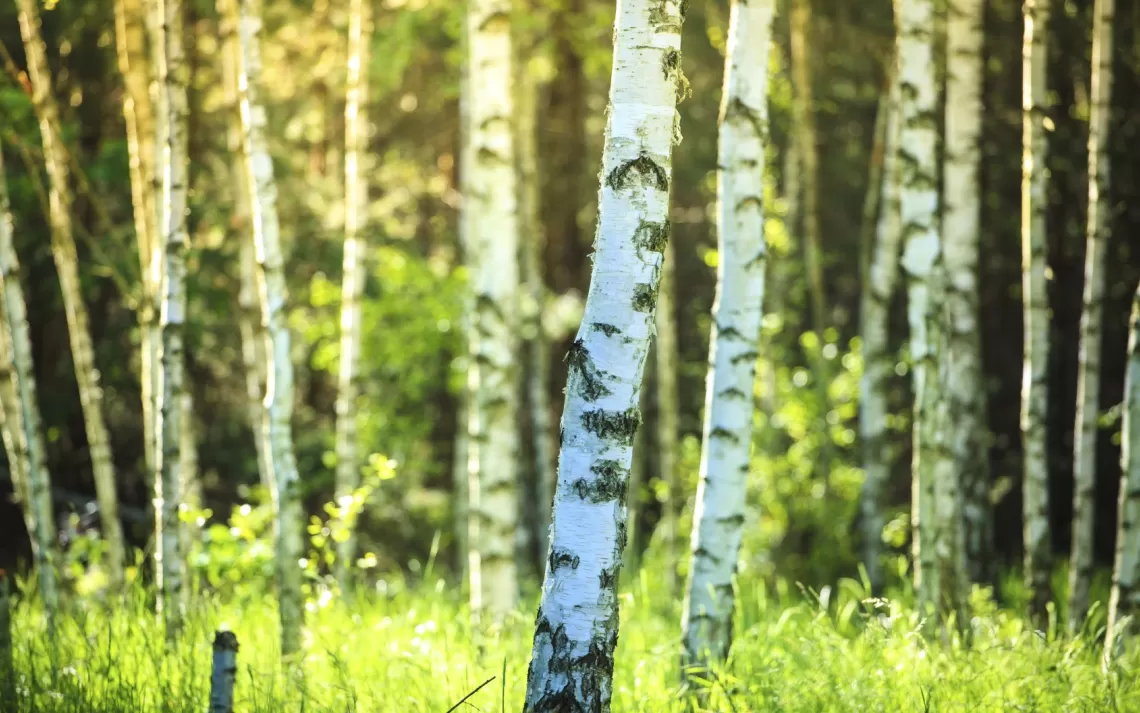 Tree Lifespan and Paper Output