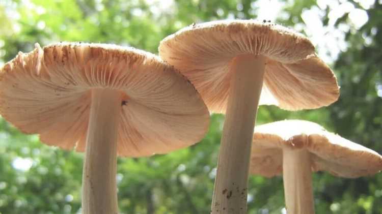 Understanding the Mushroom's Capability to Consume Plastic