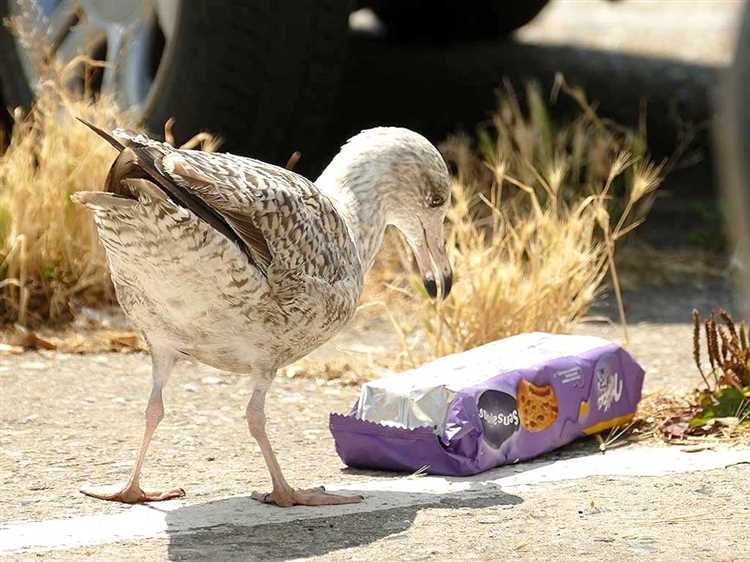 Animals that Accidentally Eat Plastic