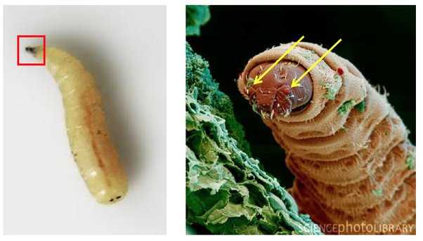 What Happens After Maggots Form?