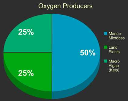 Diverse Ecosystem