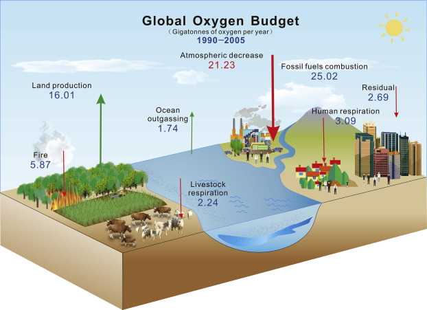 What is the largest oxygen producer on Earth?