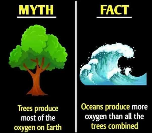 The Connection Between Oxygen and Coral Reefs