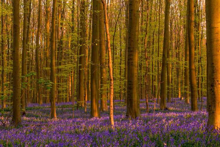 Which country has beautiful trees?