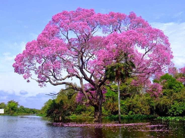 Exquisite Trees in Asia