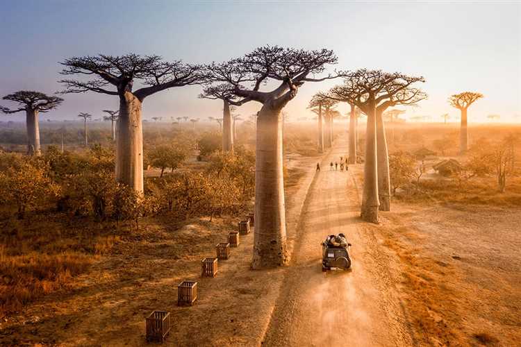 Awe-Inspiring Trees in Africa