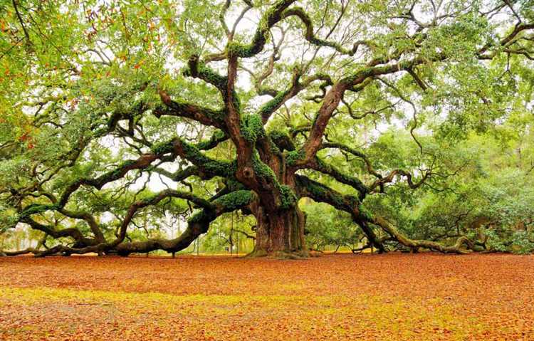 Which country have the most beautiful tree?