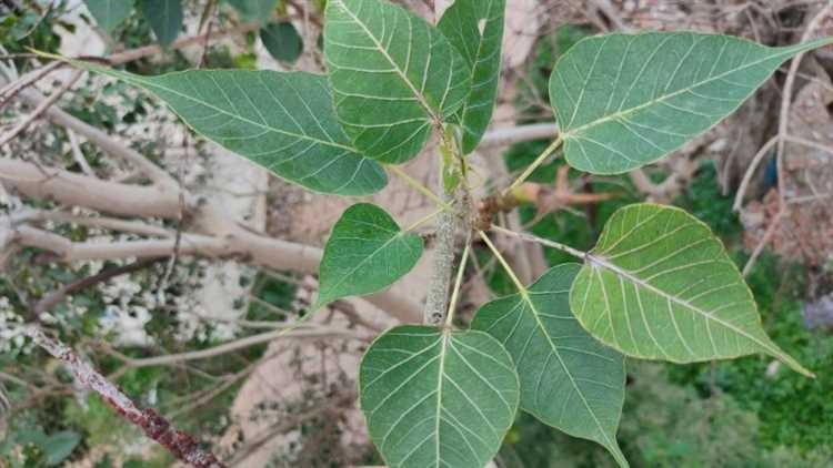 The Siberian Pea Tree: