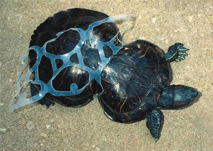 Environmental Consequences: The Dark Side of Plastic