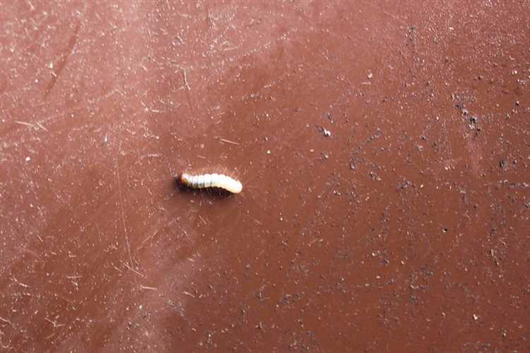 Causes and Solutions: Little White Worms in Your Kitchen