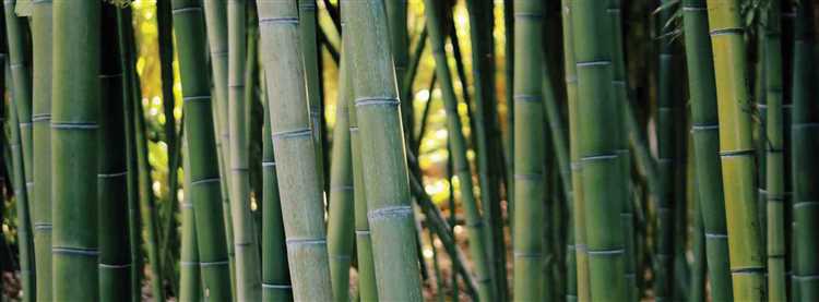 Why is bamboo better than plastic?